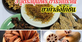 ยากำลังไก่ชน สูตรสมุนไพรโบราณ ได้เอง