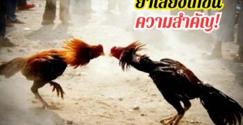 ยาเลี้ยงไก่ชนคืออะไร ความสำคัญ