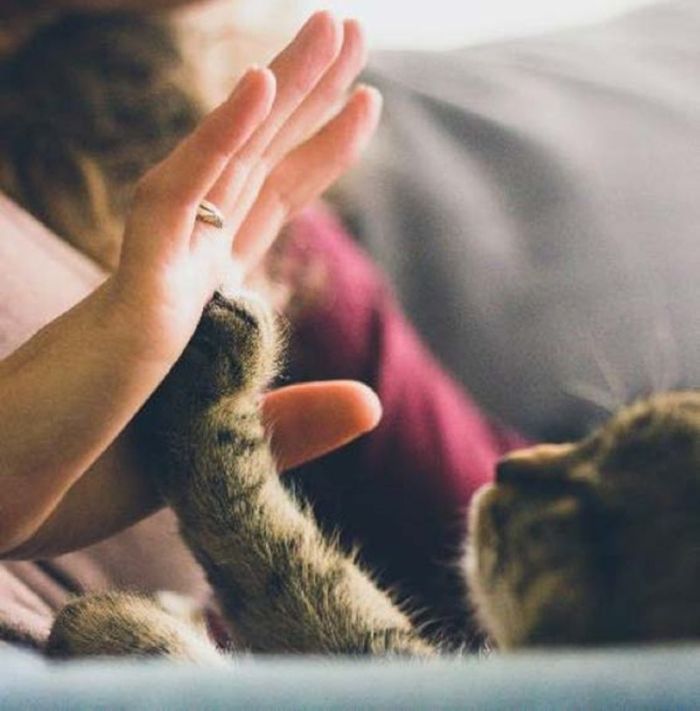 9 วิธีการเลี้ยงแมว กับเทคนิคเลี้ยงน้องเหมียวมีความสุข | JK PetShop